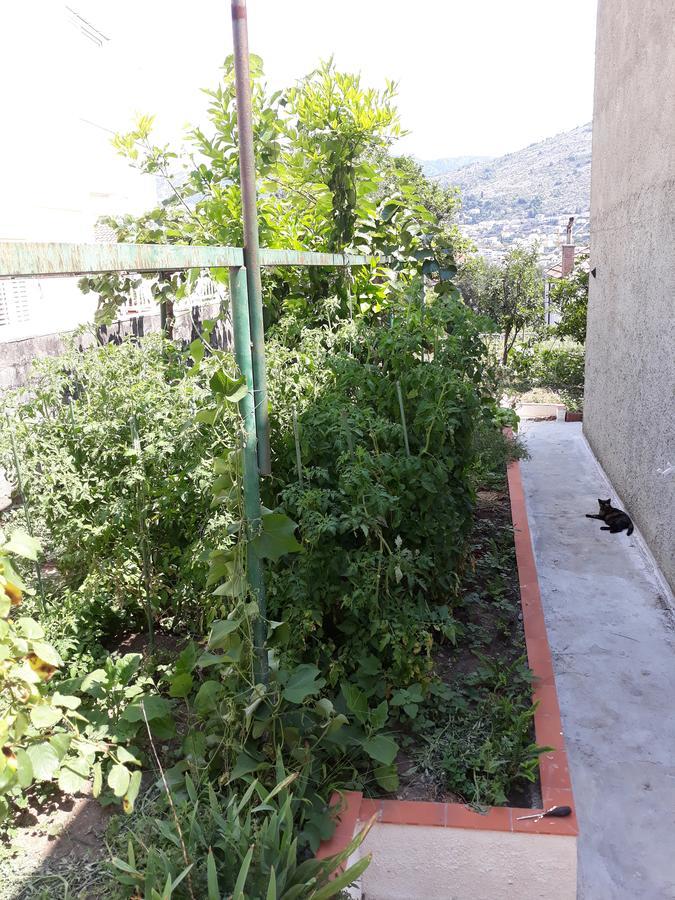 Studio Apartment Garden ドゥブロブニク エクステリア 写真